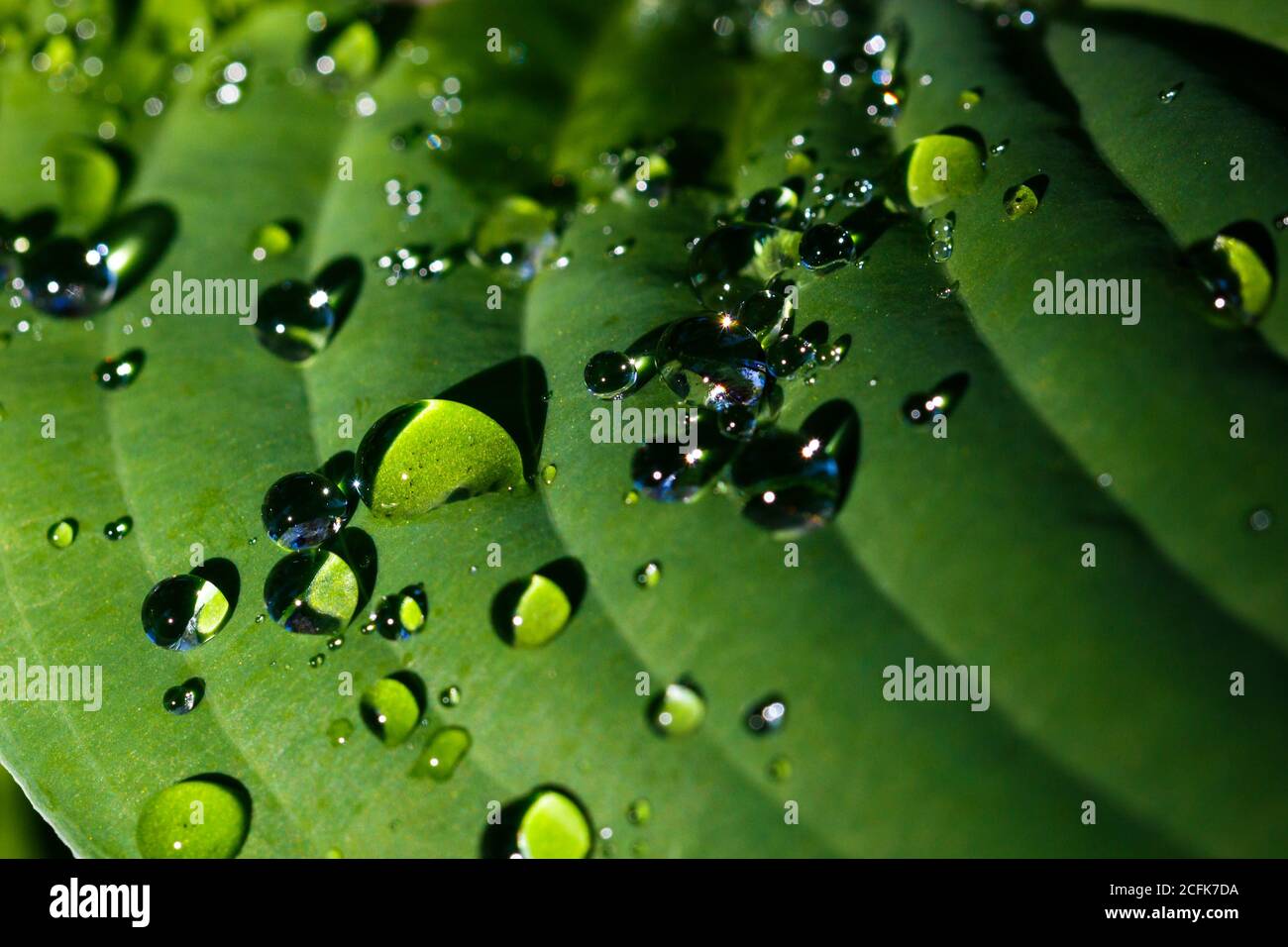 Abstrakte Wassertröpfchen auf grüne Pflanze Nahaufnahme Stockfoto