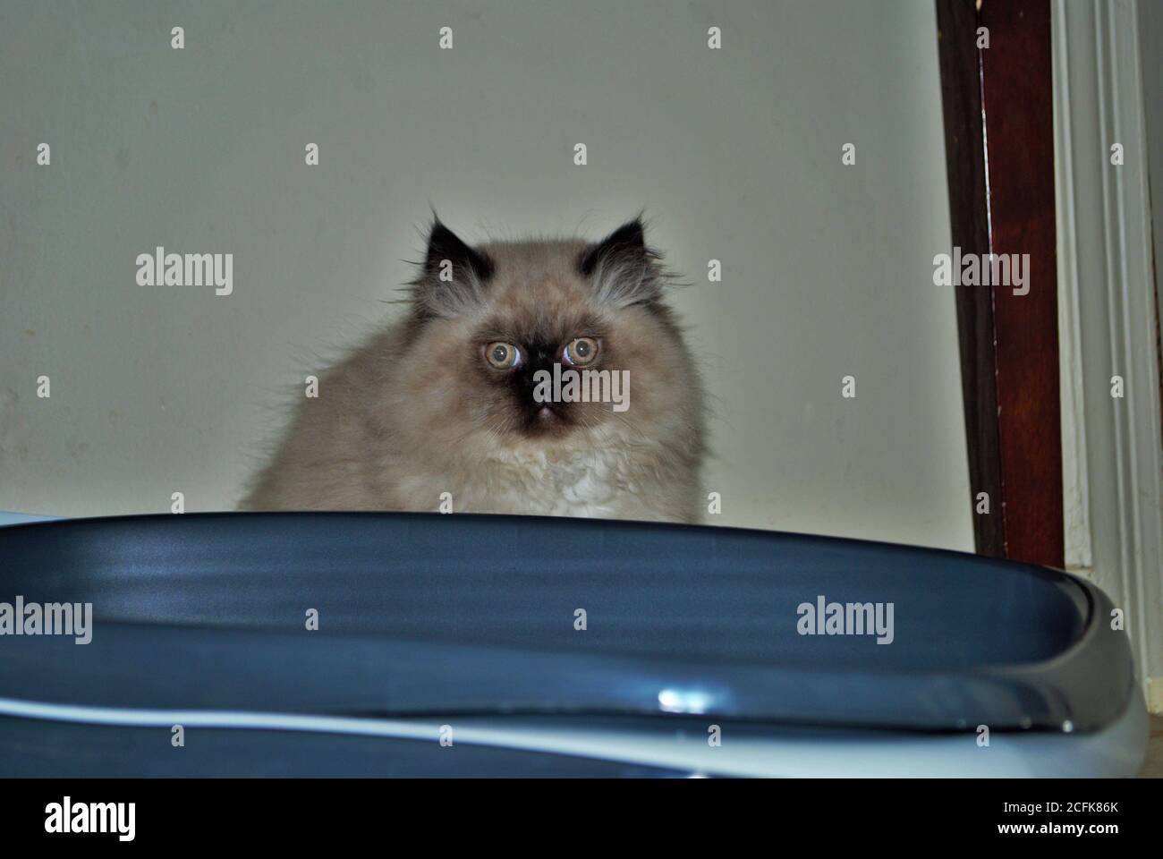 Itty bitty Himalayan Kätzchen Blick wütend in die Ferne während In der Wurfbox Stockfoto