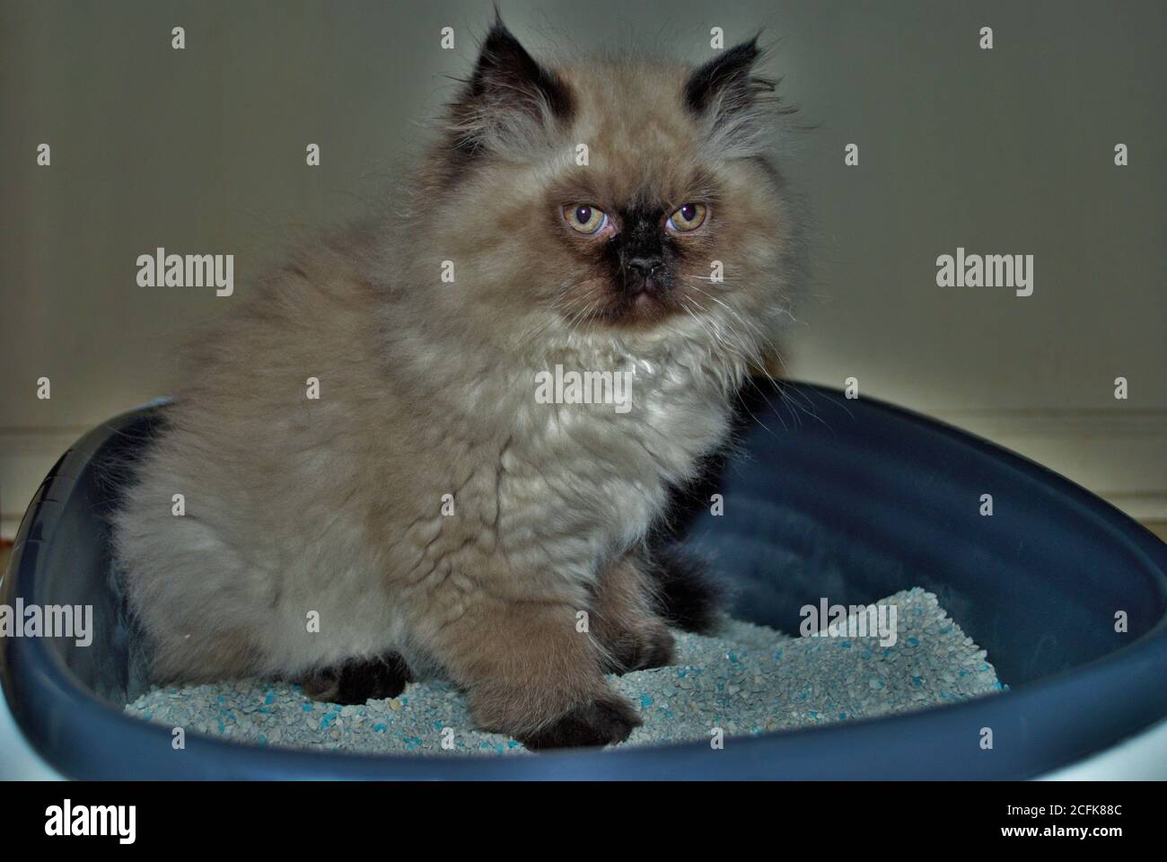 Itty bitty Himalayan Kätzchen Blick wütend in die Ferne während In der Wurfbox Stockfoto