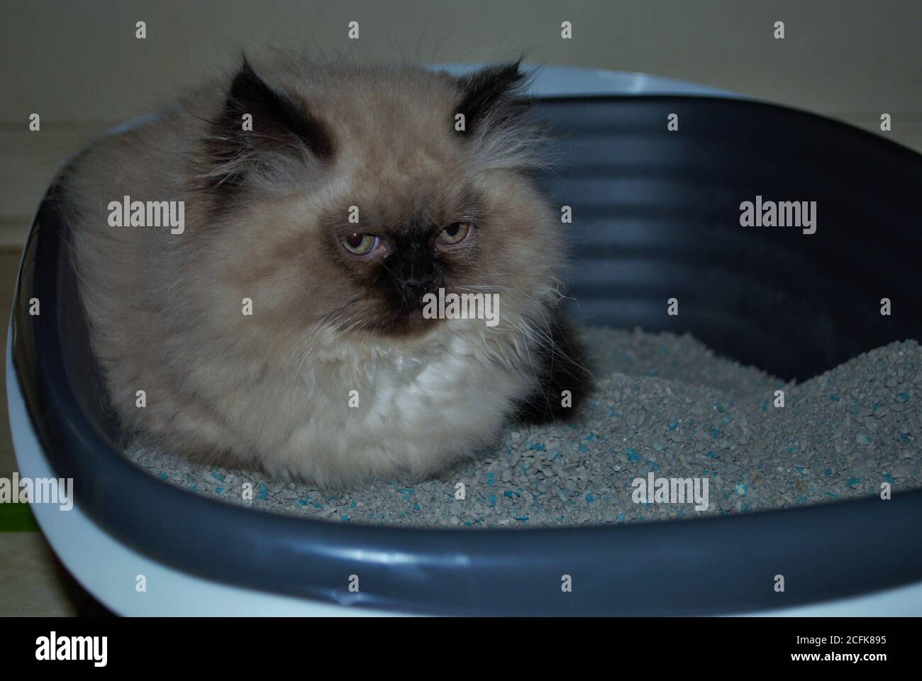 Itty bitty Himalayan Kätzchen Blick wütend in die Ferne während In der Wurfbox Stockfoto