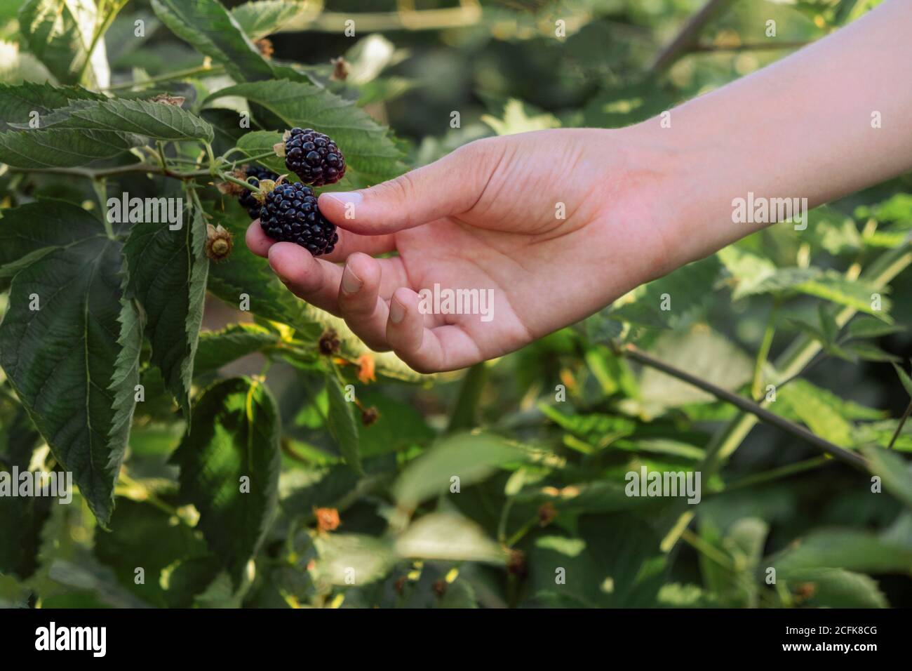Ernte. Hand sammelt große saftige reife Beeren von Bio-Brombeeren aus dem Busch, Nahaufnahme Stockfoto