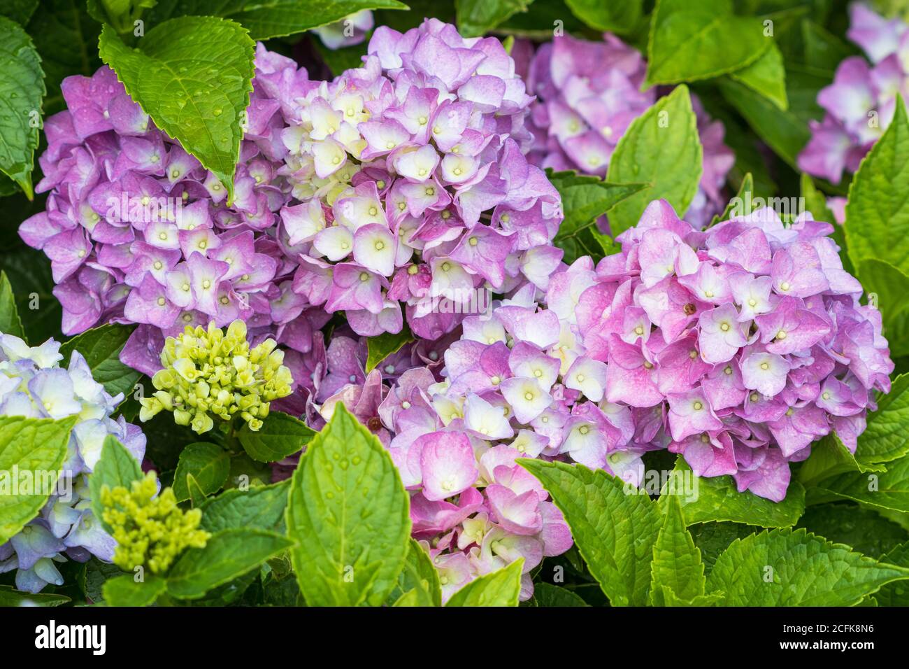 Hortensia macrophylla Endless Summer in lila Makro Stockfoto