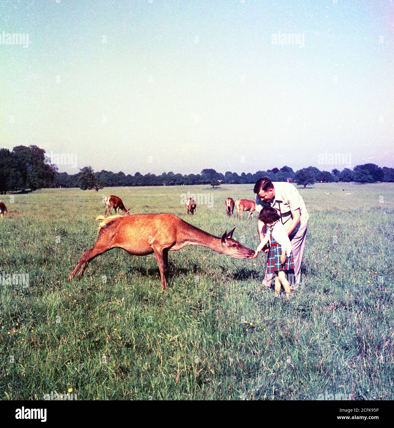 Vater und junge Tochter füttern einen zahmen Hirsch, 50er Jahre, USA Stockfoto