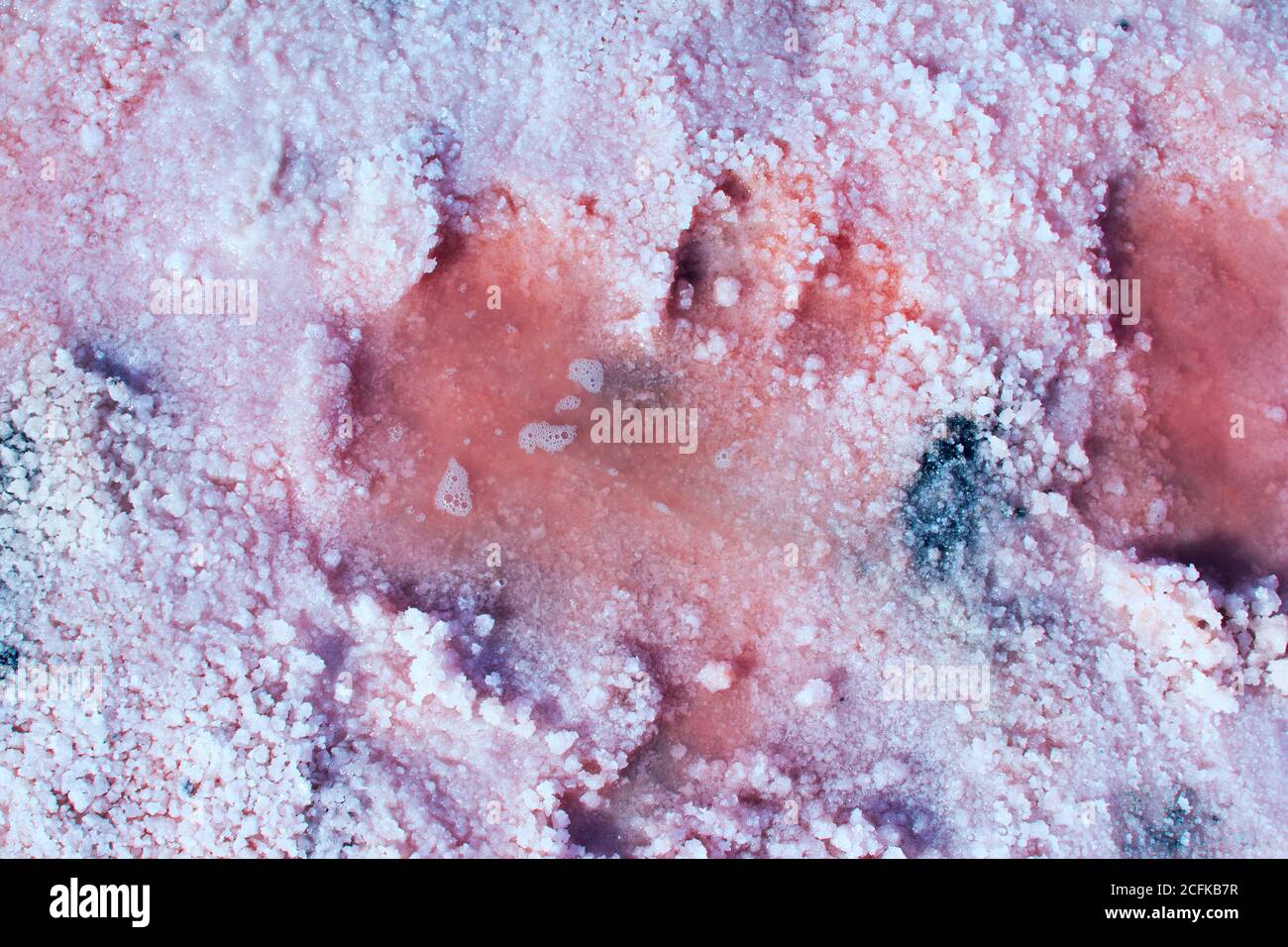 Salz, Sole und Schlamm aus rosa salzigen Sivash See in der Nähe Asowschen Meer, gefärbt von Mikroalgen Dunaliellasalina, Anreicherung des Wassers des Sees durch Beta-Carotin Stockfoto