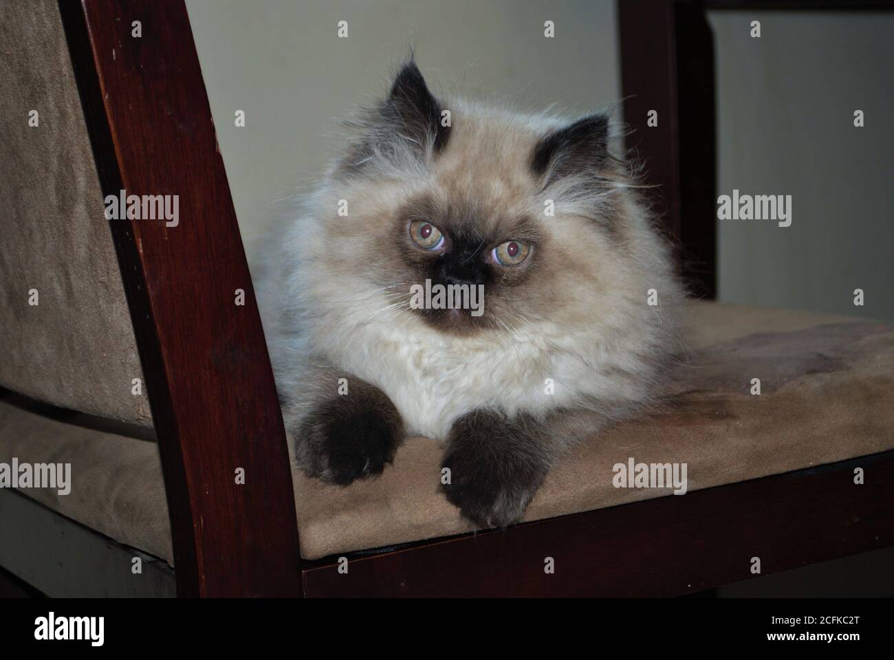 Itty bitty Himalayan Kätzchen spielen auf einem Stuhl Stockfoto