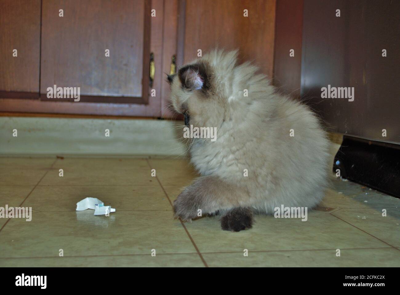 Itty bitty Himalayan Kätzchen spielen in der Küche Stockfoto
