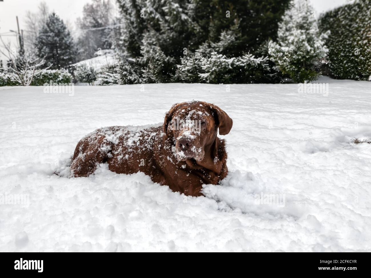 Alter Chocolate Labrador Retriever Hund liegt im Schnee unter dem Schneefall. Stockfoto