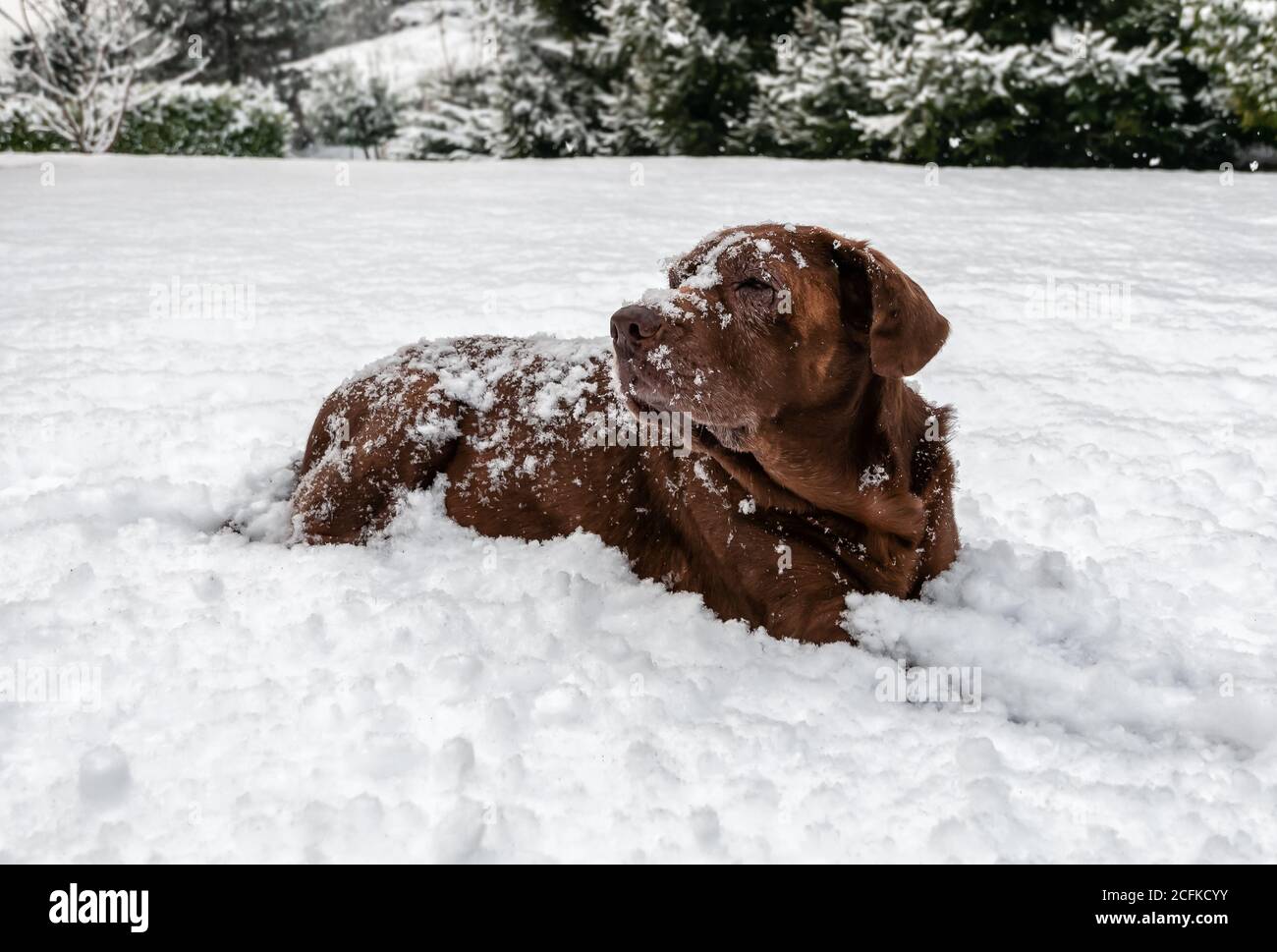 Alter Chocolate Labrador Retriever Hund liegt im Schnee unter dem Schneefall. Stockfoto