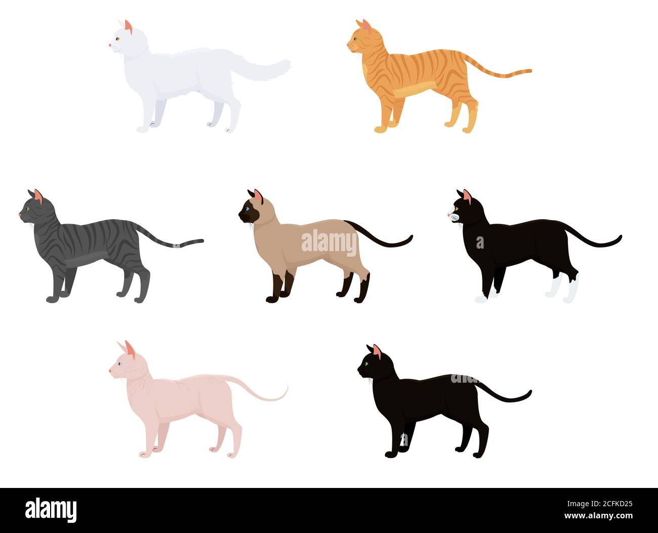 Katze Vektor-Illustration isoliert auf weiß. Set mit verschiedenen Katzenrassen und Farben. sphynx siam tabby Katze Stock Vektor