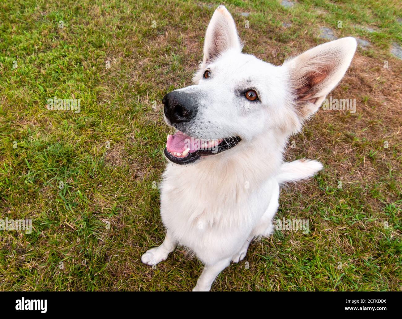White Swiss Shepherd Dog Outdoor-Porträt. Stockfoto