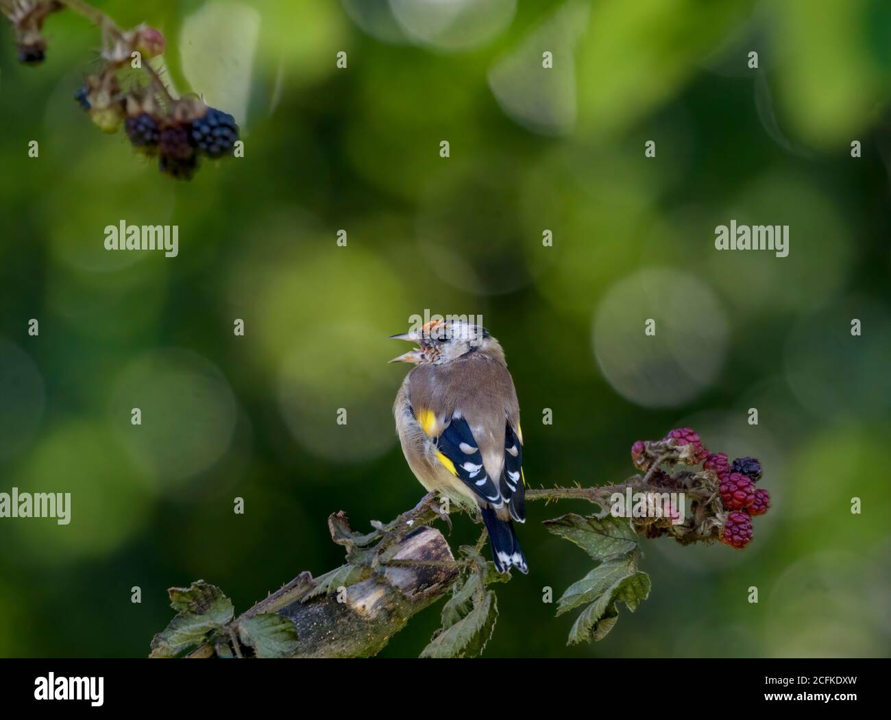 Goldfinch thront auf einem Bramble Ast Stockfoto