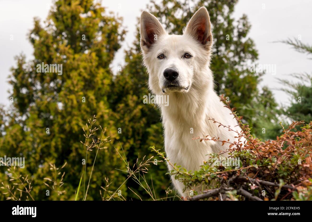 White Swiss Shepherd Dog Outdoor-Porträt. Stockfoto