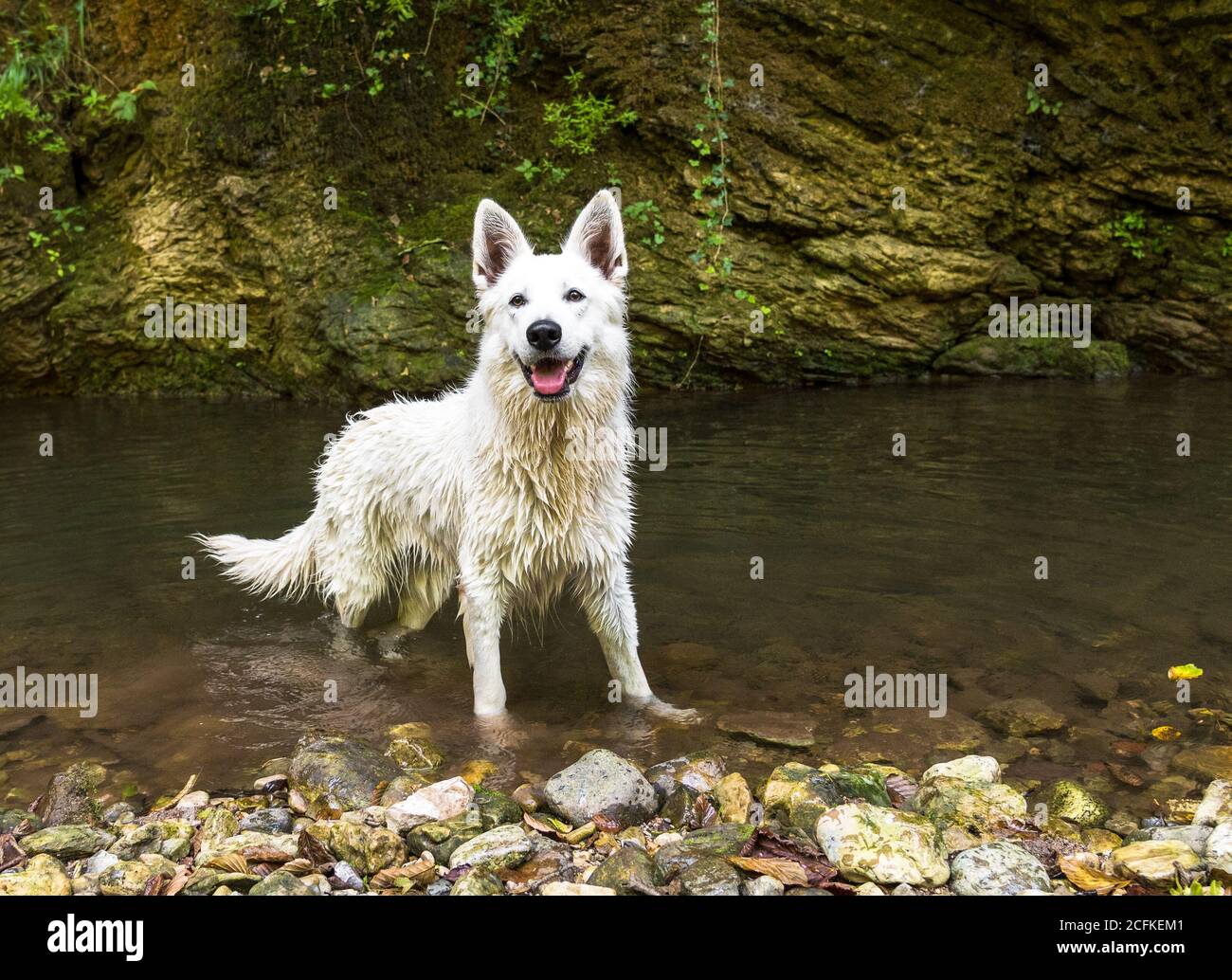 Wet White Swiss Shepherd Hund nach dem Schwimmen im See. Stockfoto