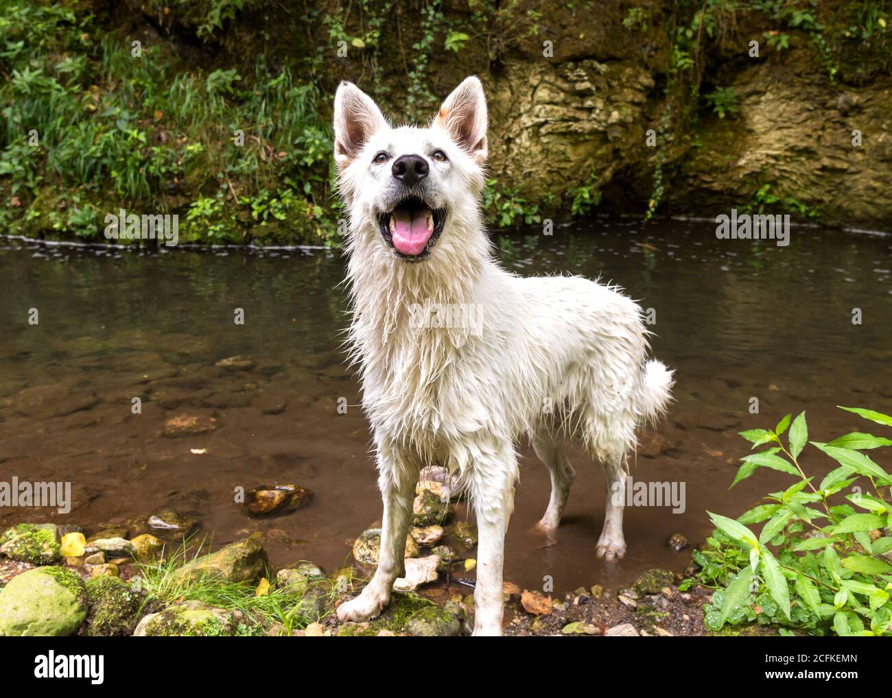 Wet White Swiss Shepherd Hund nach dem Schwimmen im See. Stockfoto