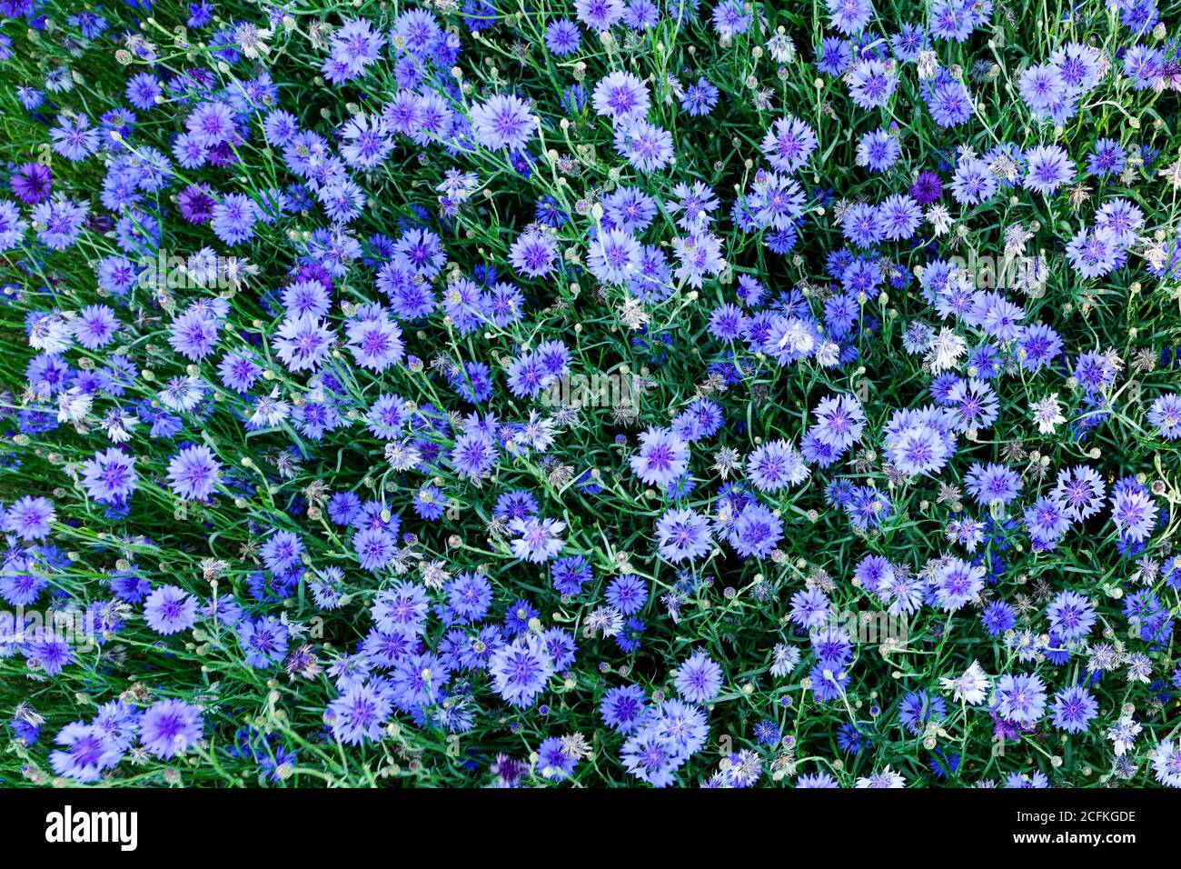 Blick von oben auf viele blühende Kornblumenblüten in der Garten Stockfoto