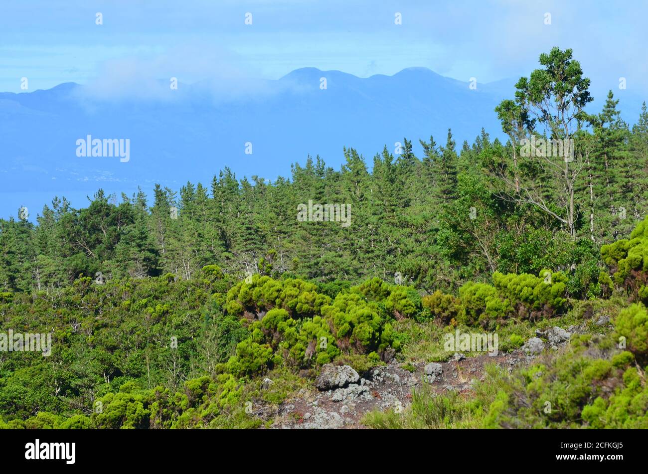 Nadelbewaldung auf der Insel Pico, Azoren-Archipel, Portugal Stockfoto