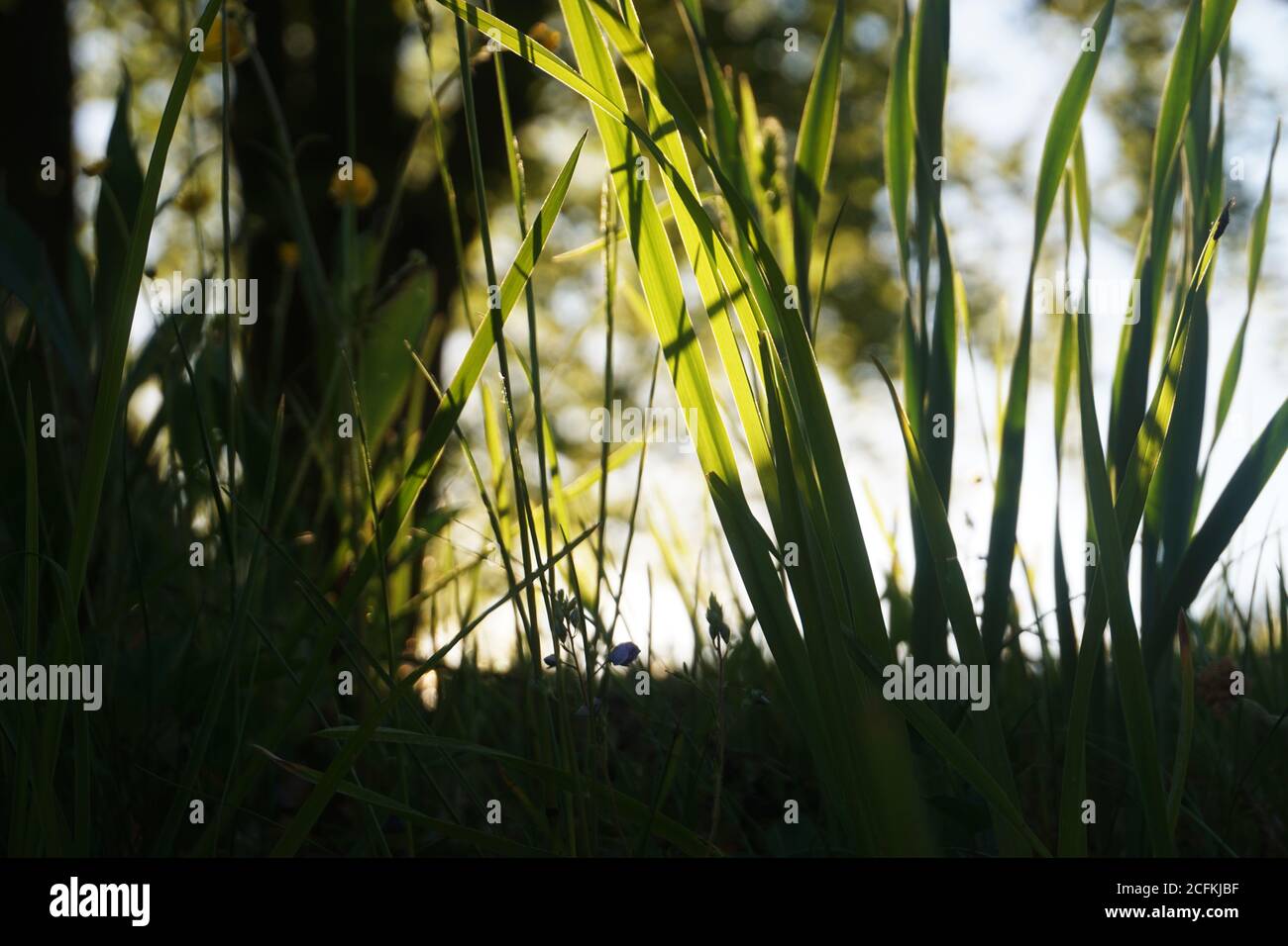 Gras mit Sonnenlicht Stockfoto