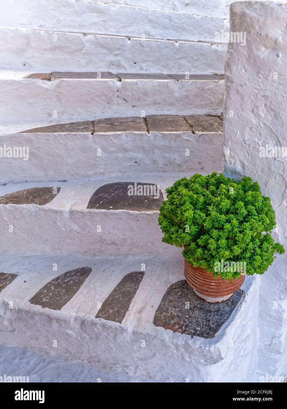 Ein grüner Punkt auf Weiß. Ein fast abstraktes natürliches 'Design'. Basil Topf auf einer weiß getünchten Treppe, Details aus den Gassen auf Hydra Insel, Griechenland Stockfoto