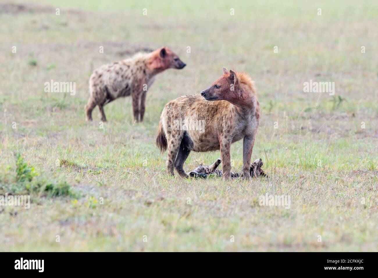 Gepunktete Hyäne mit Zebrabein in Kenia, Afrika Stockfoto