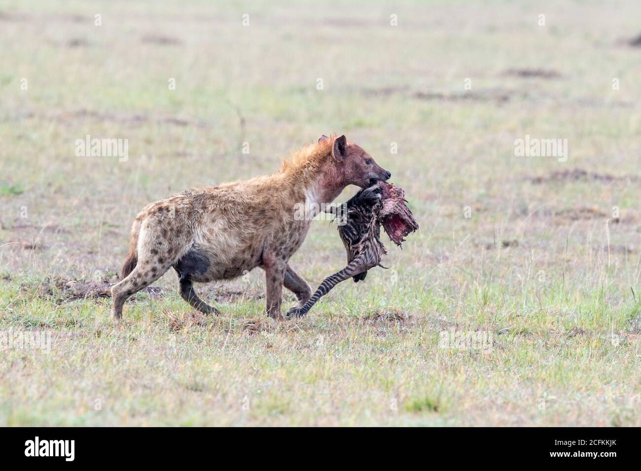 Gepunktete Hyäne mit Zebrabein in Kenia, Afrika Stockfoto
