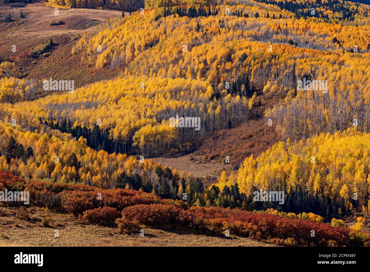 Aspen-Bäume mit Herbstfarben entlang der Last Dollar Road in den San Juan Mountains in der Nähe von Telluride, Colorado Stockfoto