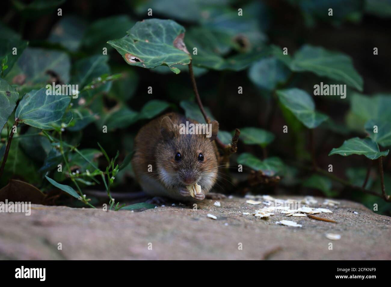 Eine Feldmaus in freier Wildbahn.Apodemus agrarius Stockfoto