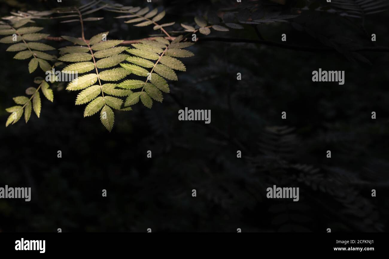 Minimal hervorgehobene Blätter mit dunklem Negativraum für den Hintergrund Stockfoto