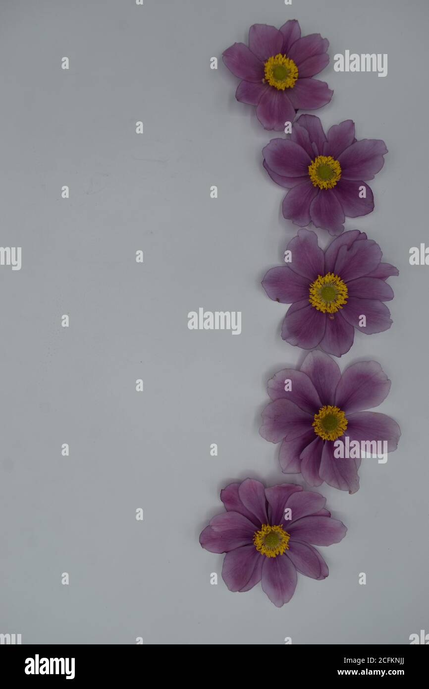 Fünf rosa japanische Anemonen (Eriocapitella hupehensis) mit Kopieplatz auf der linken Seite. Stockfoto