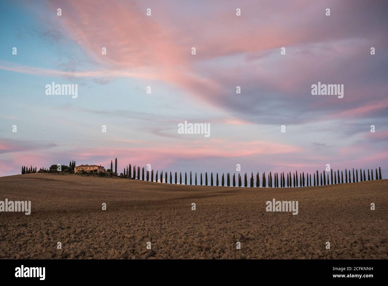 Zypressenallee bei Poggio Covili Bauernhaus in der Toskana, Italien bei Morgenröte am frühen Morgen im Val d'Orcia Stockfoto