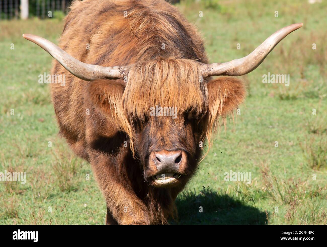 Ein schottischer Highlander-Bulle auf einer Cape Cod Farm, USA Stockfoto