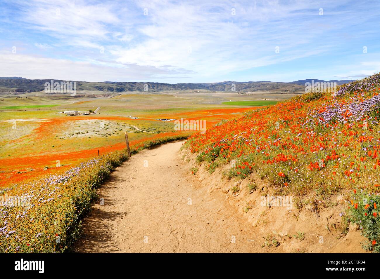 Antelope Valley California Poppy Reserve Flower Field Super Bloom, USA National Park Stockfoto
