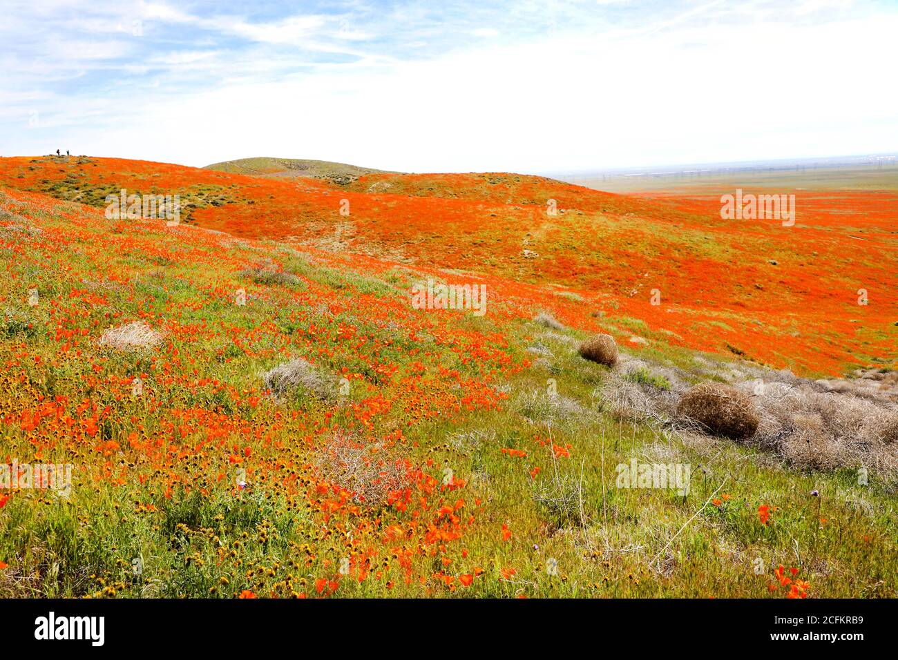 Antelope Valley California Poppy Reserve Flower Field Super Bloom, USA National Park Stockfoto