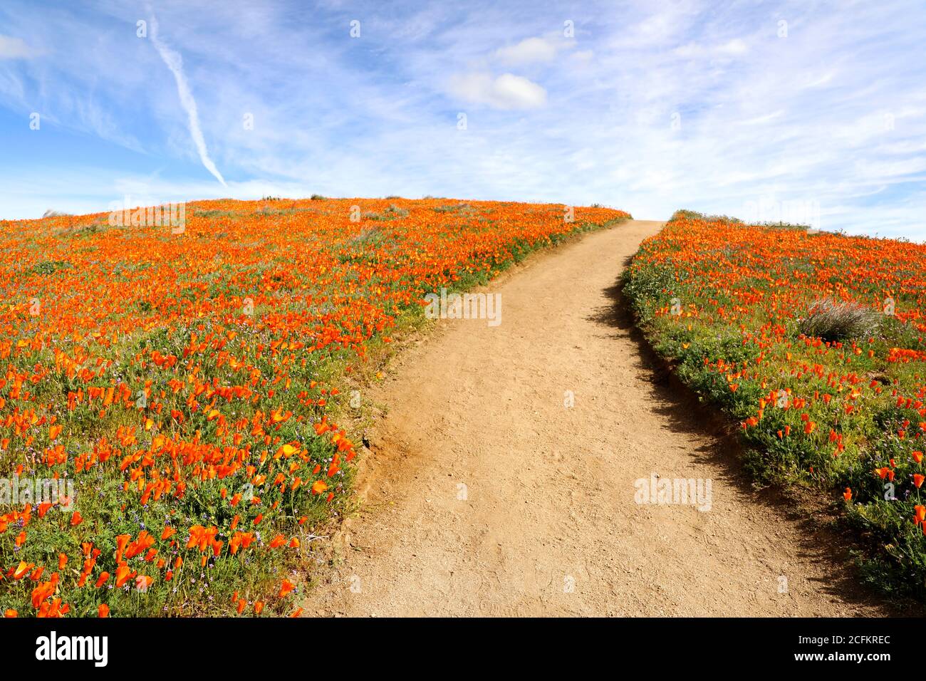 Antelope Valley California Poppy Reserve Flower Field Super Bloom, USA National Park Stockfoto