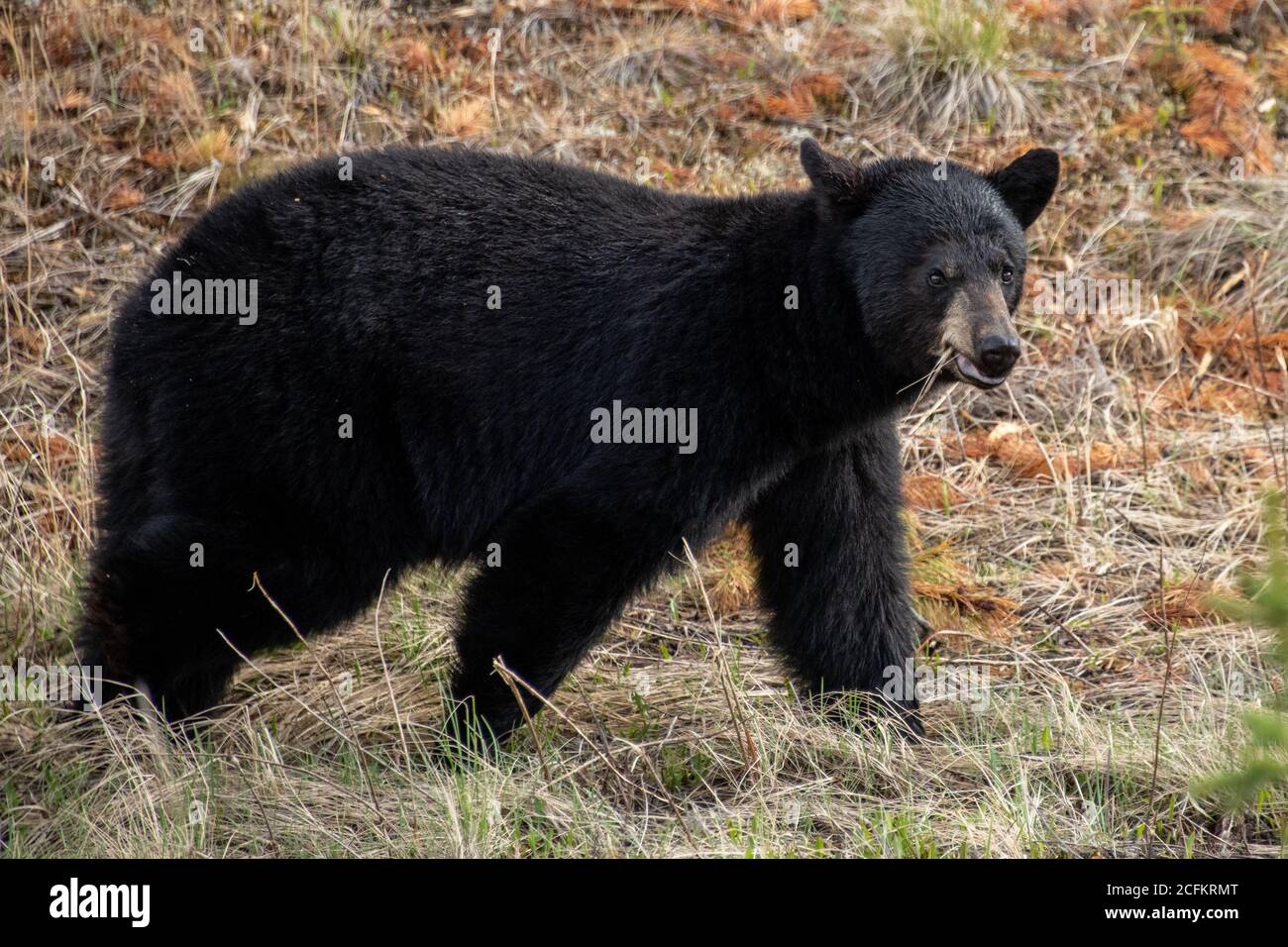 Schwarzer Bär auf dem Alaska Highway in Yukon, Kanada. Stockfoto