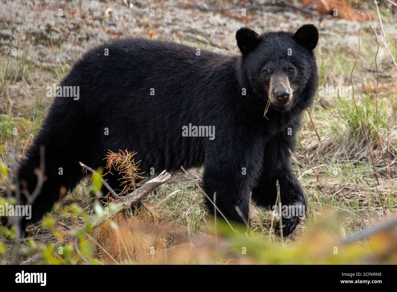 Schwarzer Bär auf dem Alaska Highway in Yukon, Kanada. Stockfoto