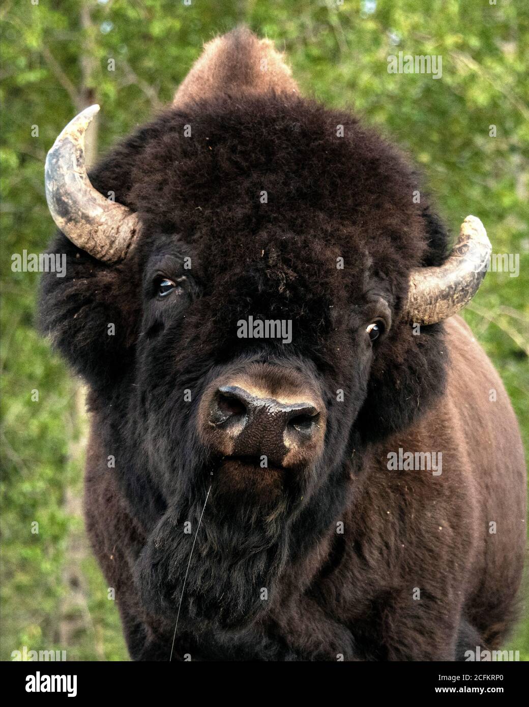 Bison in Kanada entlang des Alaska Highway gesehen. Stockfoto