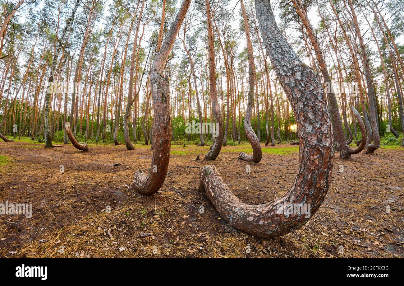 Weitwinkelansicht von seltsam geformten Kiefern im Crooked Forest bei Sonnenuntergang, Polen. Stockfoto