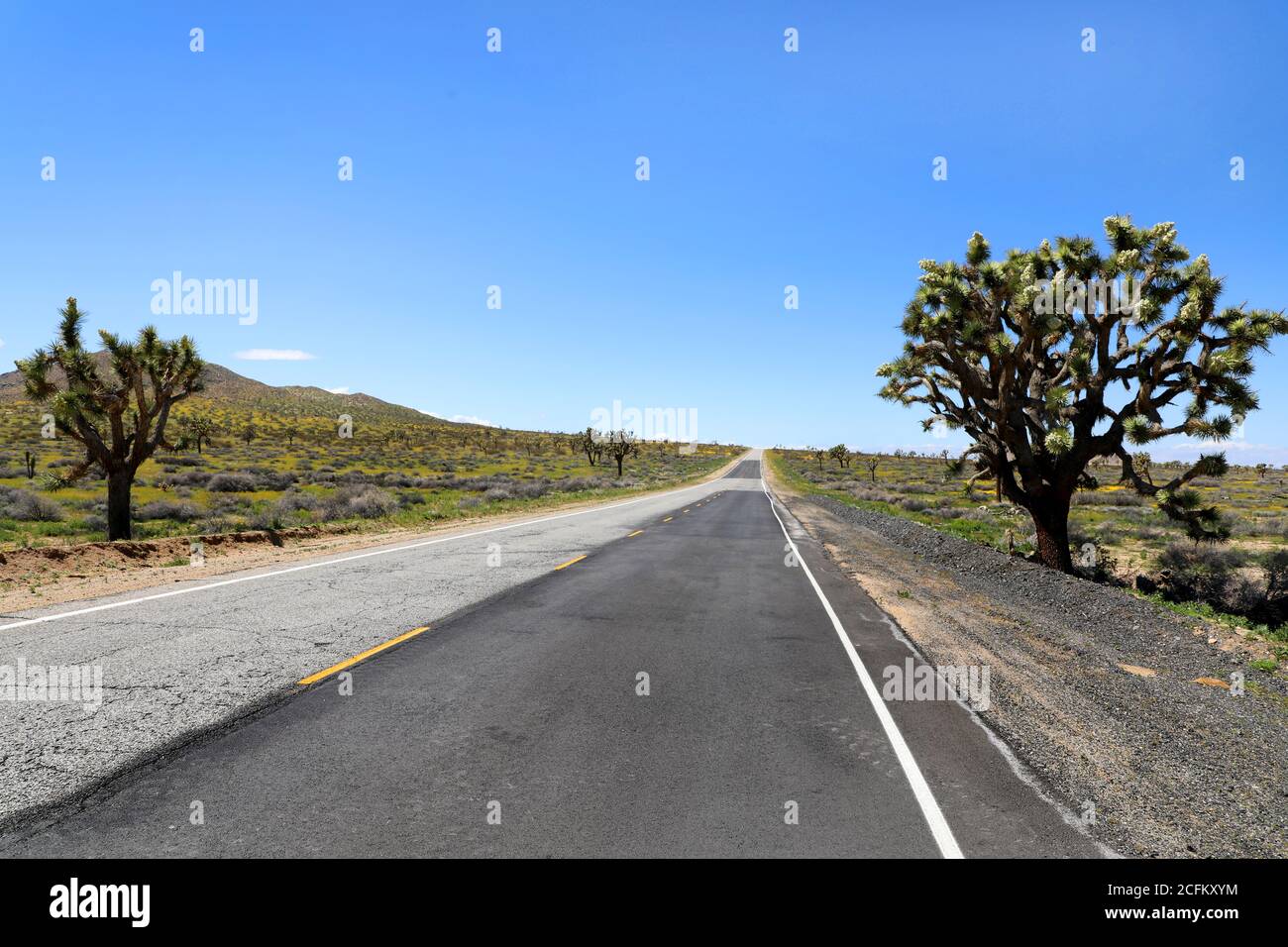 Joshua Tree and Road in California Desert, USA Stockfoto