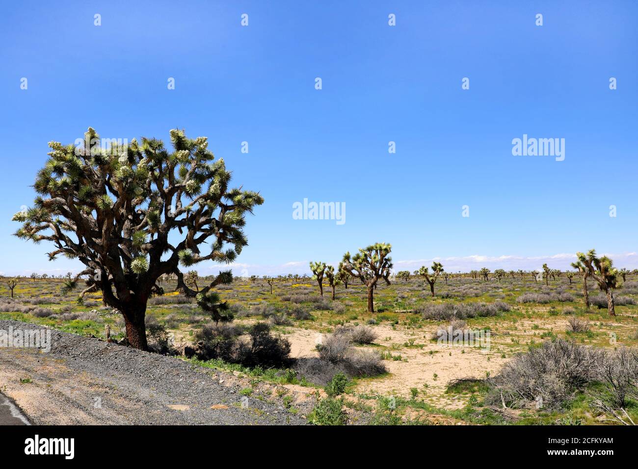 Joshua Tree and Road in California Desert, USA Stockfoto