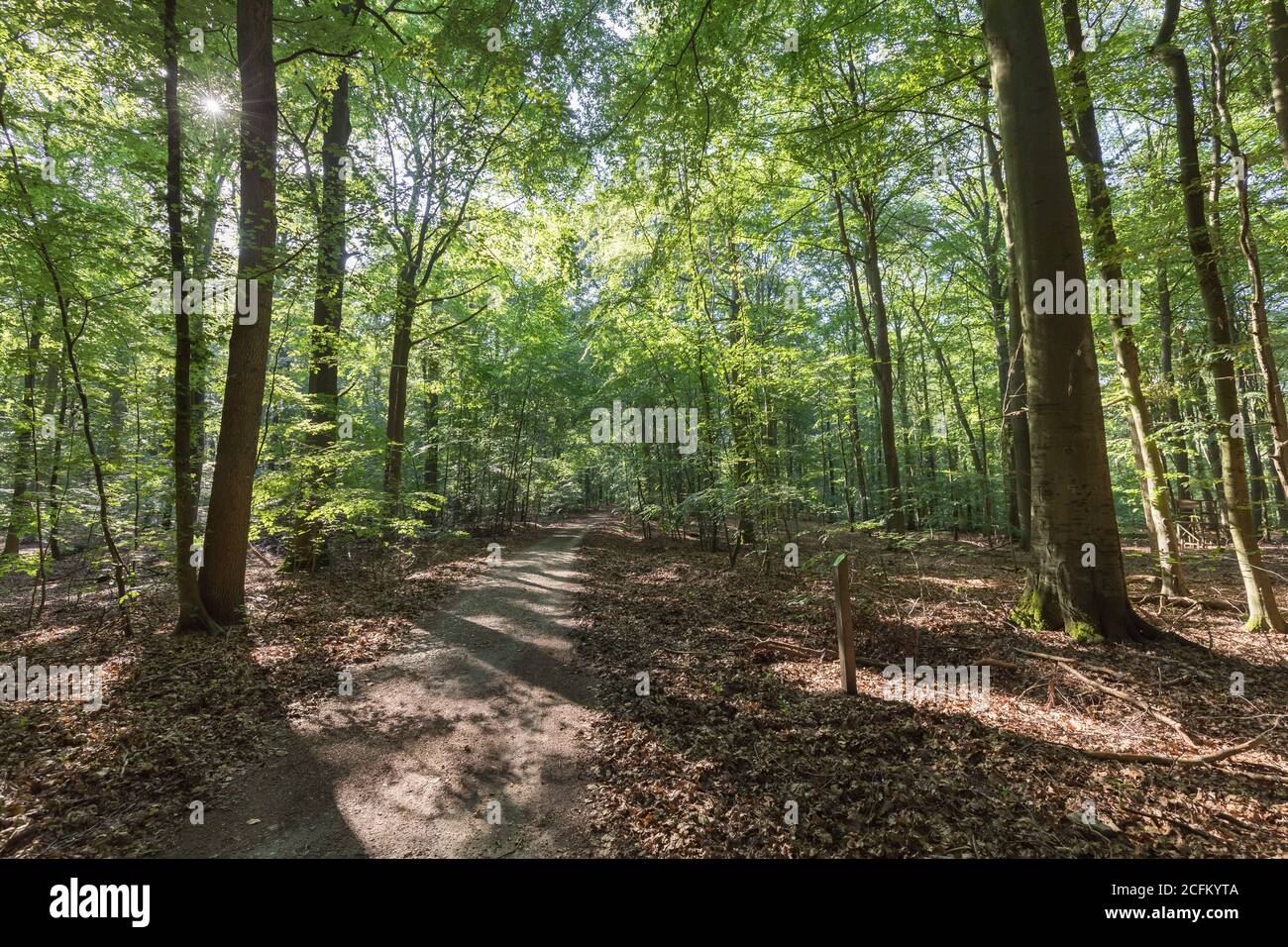 Fußweg im deutschen Laubwald Stockfoto