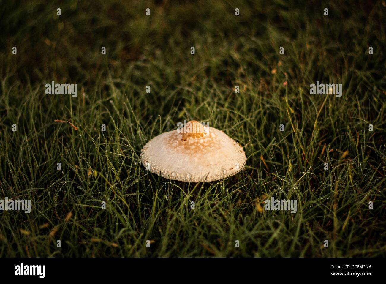 Ein großer Pilz im Gras Stockfoto