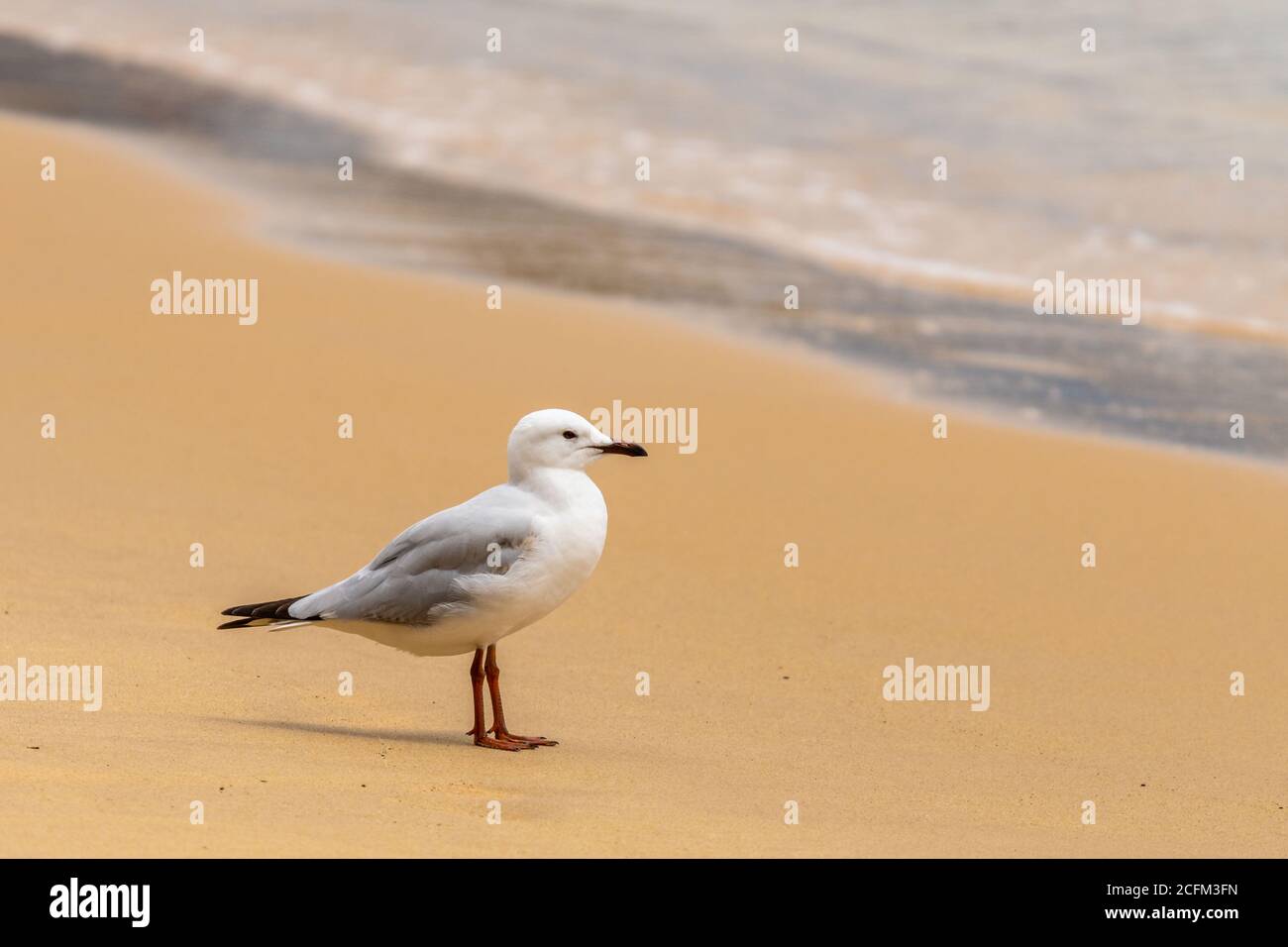 Seagull auf Watson Bay Sandy Coastline, Sydney, NSW Australien Stockfoto