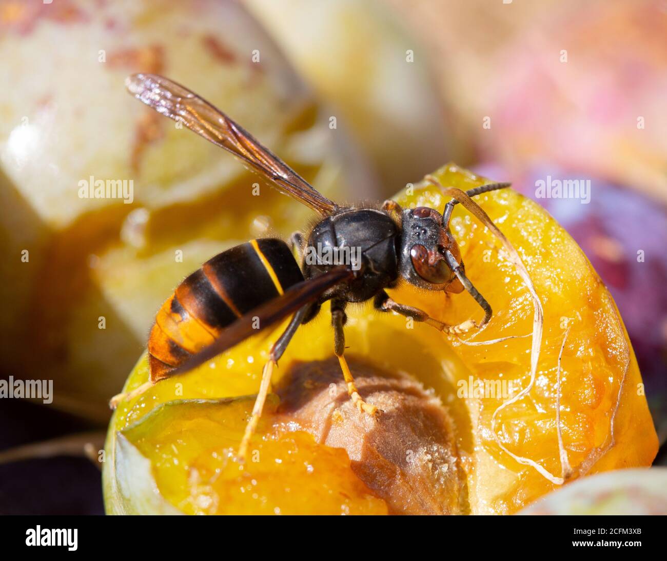Asiatische Hornisse (Vespa velutina) - Essen von gefallenen Früchten in der Sommersonne. Stockfoto