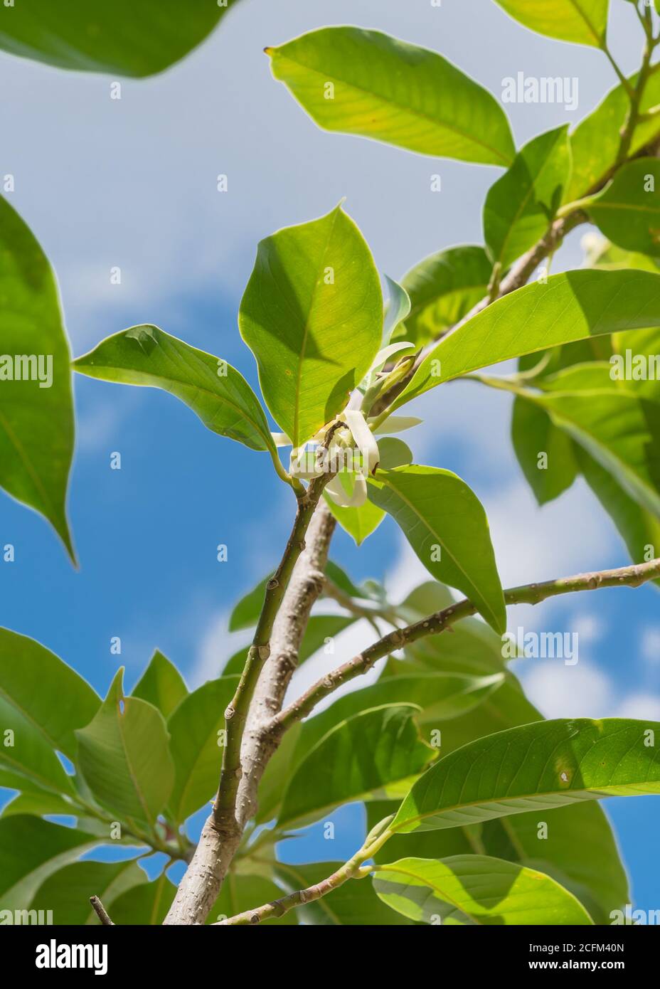 Blick nach oben auf die blühende Cananga odorata Ylang-Ylang Blume oder tropisch Parfümbaum Stockfoto