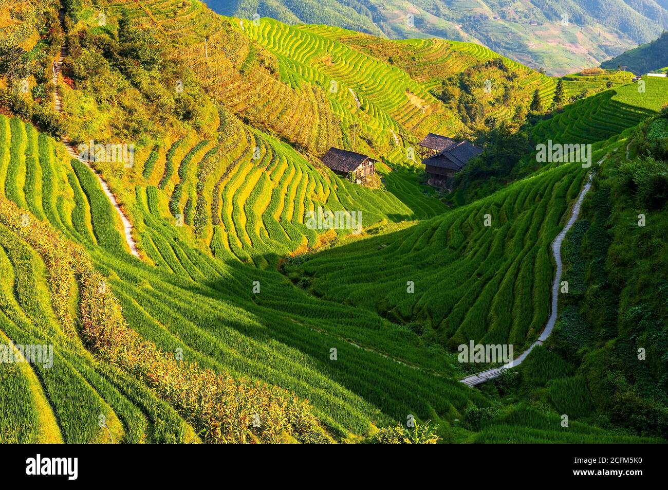 Wandern durch die Reisterrassen Felder in der Erntezeit in der Nähe von Ping an Dorf, Longji Terrassenfelder landschaftlich reizvoll, Longsheng County, Guangxi, China. Stockfoto
