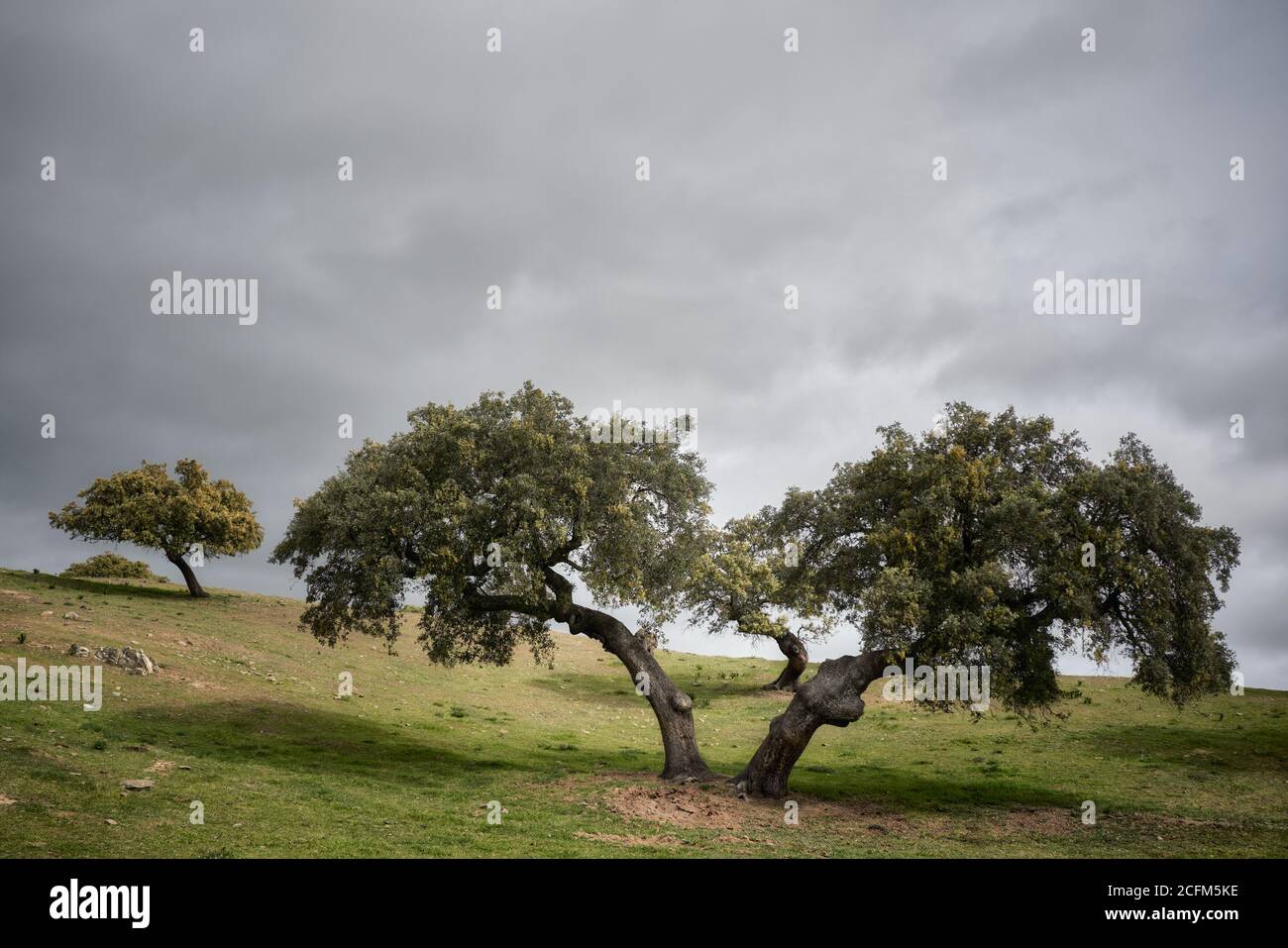 Korkbaumwald in Alentejo, während eines stürmischen Tages Stockfoto