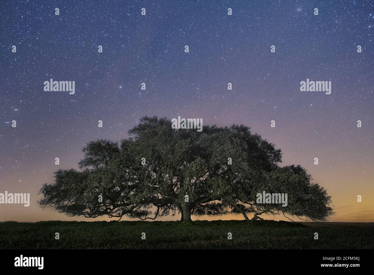 Riesige Olm Eiche bei Nacht, in Alentejo Stockfoto