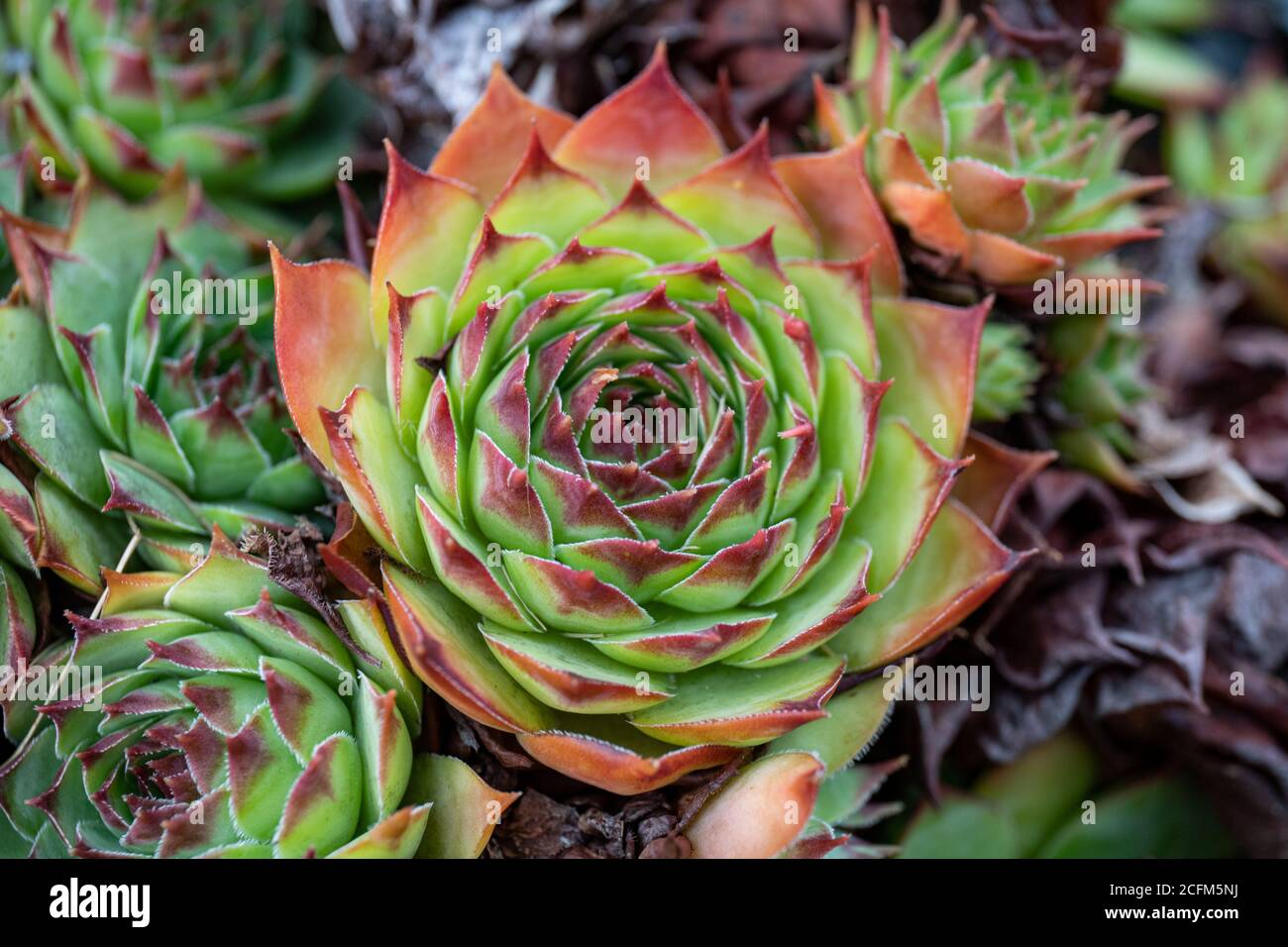 Rosetten-Blätter von Sempervivum tectorum, dem gemeinen Hauseek Stockfoto