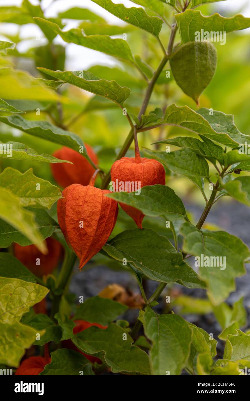 Physalis alkekengi, Blasenkirsche, chinesische Laterne, Japanische Laterne, Erdbeer-Erdkirsche, oder Winterkirschfrüchte mit roter oder orangefarbener Schale Stockfoto