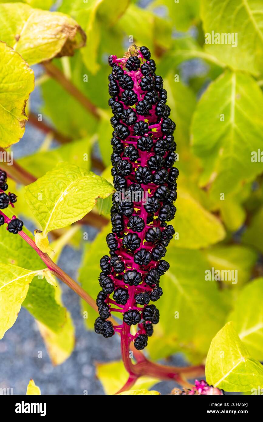 Dunkelviolette Beeren von Phytolacca acinosa oder indischen Poke. Andere Namen umfassen Inkberry, Poke Sallet, Pokeberry, Pokebush, Pokeroot und Pokeweeds. Stockfoto
